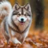 Pomsky Puppy Price: How Much Does A Pomsky Cost?