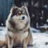 Mini Pomskies for Sale in PA