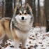 Mini Pomsky Full Grown Weight: What to Expect