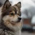 Moon Valley Pomskies: Your Guide to the Perfect Pomsky Companion