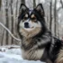 Discover The Adorable AZ Pomsky – Size, Appearance And Personality Traits