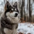 Miniature Pomsky Puppies for Sale in Iowa