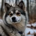 Mini Australian Pomsky: Everything You Need to Know About this Adorable Mix Breed