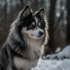 White Pomsky: Understanding Size, Appearance, And Personality Traits