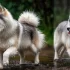 Where to Find the Best Pomsky Puppies in Indianapolis