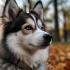 Miniature Pomsky Size: Everything You Need to Know