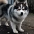 Miniature Pomskies: Everything You Need to Know