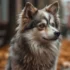 FAQs about Pomsky Puppies for Sale in Maryland