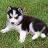Treating Aggressive Behavior in Pomskies