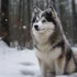 Miniature Siberian Husky vs Pomsky: Which is the Best Companion for You?
