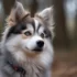 FAQs about Pomsky