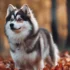FAQs about Pomsky Husky Poop