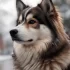 Miniature Pomskies: Everything You Need to Know
