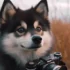 My Little Pomsky: A Guide to Understanding the Personality Traits of this Adorable Breed