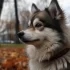 Moon Valley Pomskies: Your Guide to the Perfect Pomsky Companion