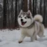 Adorable Pomsky Pictures That Will Melt Your Heart