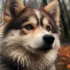 My Pomsky: Understanding the Personality Traits and Temperament of this Unique Breed