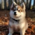 Mya Pomsky: Understanding the Personality Traits of This Adorable Pomsky Mix