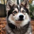 Mya the Pomsky: A Guide to Understanding the Personality Traits of Pomskies