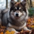 The Top 10 Names for Pomskies