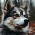Mya the Pomsky: A Guide to Understanding the Personality Traits of Pomskies