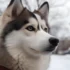FAQs about Pomsky Behavior