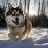 Nombres para perros Pomsky: Ideas creativas y originales