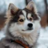 Norman the Pomsky: Discovering the Personality Traits of this Adorable Mix