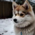 North Star Pomskies: Everything You Need to Know About This Adorable Hybrid Breed