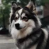 Northern California Pomskies: Find the Perfect Pomsky Companion in Northern California