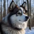 Not a Pomsky: Understanding the Differences Between Pomskies and Other Breeds