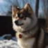 FAQs about Pomsky Shed