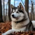 Not a Pomsky: Understanding the Differences Between Pomskies and Other Breeds
