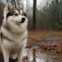 Ocean State Pomskies: The Ultimate Guide to Pomsky Breeding Standards