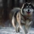 F1 Pomsky Meaning: Understanding The Origin And Traits Of This Designer Dog Breed
