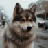 Orange Pomsky for Sale: How to Find Your Perfect Furry Friend