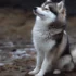 Pomskies Of Hawaii: Finding The Right Breeder