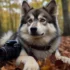 Get Your Orange Pomsky Puppies Today: The Ultimate Guide to Understanding the Pomsky Breed