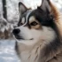 Palmetto Pomskies: The Ultimate Guide to Understanding This Designer Breed