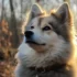 Everything You Need to Know About Oreo Pomskies