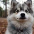 Painted Pomsky: A Unique Twist on the Adorable Breed