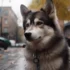 Oxsana Perfect Pomskies: The Ideal Location for your Pomsky Pup