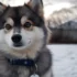 Painted Pomsky: A Unique Twist on the Adorable Breed