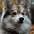 Oregon Pomskies: Finding the Perfect Mix of Husky and Pomeranian