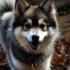 Palm Tree Pomskies: A Guide to Their Unique Appearance and Personality Traits