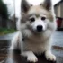 Panda Pomsky: A Guide to Understanding this Adorable Mix Breed