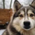 Pawsh Pomskies: Your Guide to Understanding the Pomsky Personality Traits