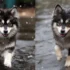 Cartoon Pomskies: How To Get Your Own Adorable Furry Friend