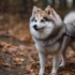 FAQs about Pomskies Dog