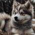 Pomsky Paws: How to Keep Them Healthy and Happy